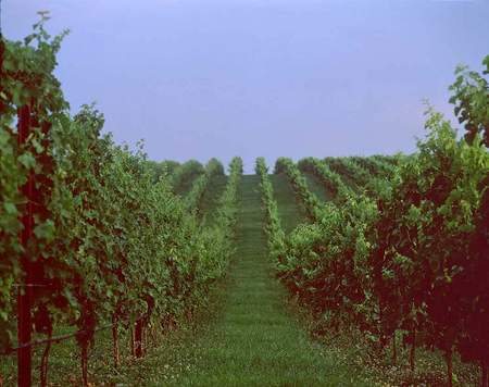 De ranken in volle glorie